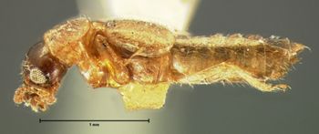 Media type: image;   Entomology 6548 Aspect: habitus lateral view